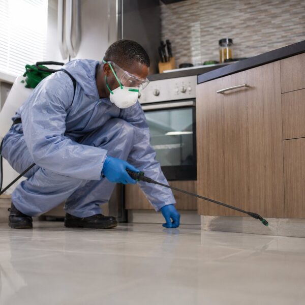 pest control services diani